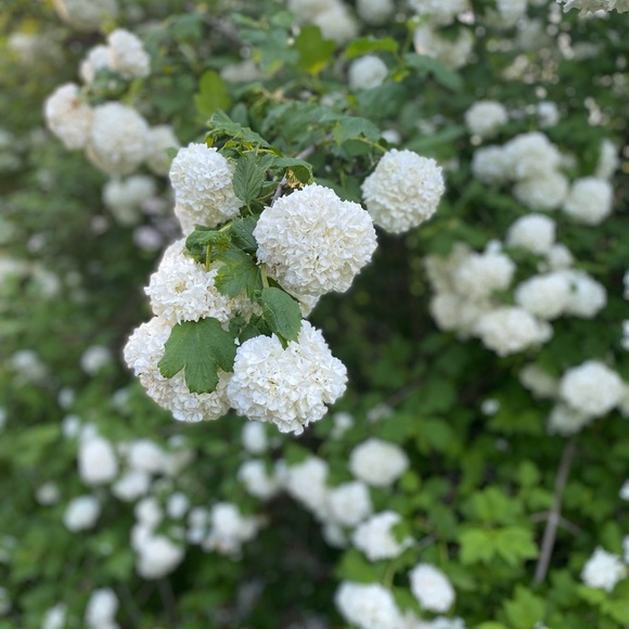 CLOSET CLOSING•SALE•make me any offer - Picture 7 of 16